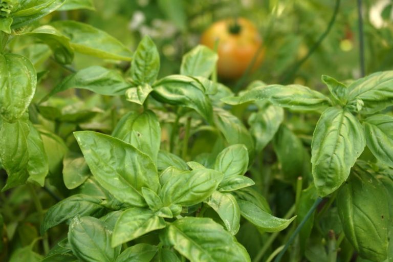 How to Chiffonade Basil {and Tips for Cooking with Basil}