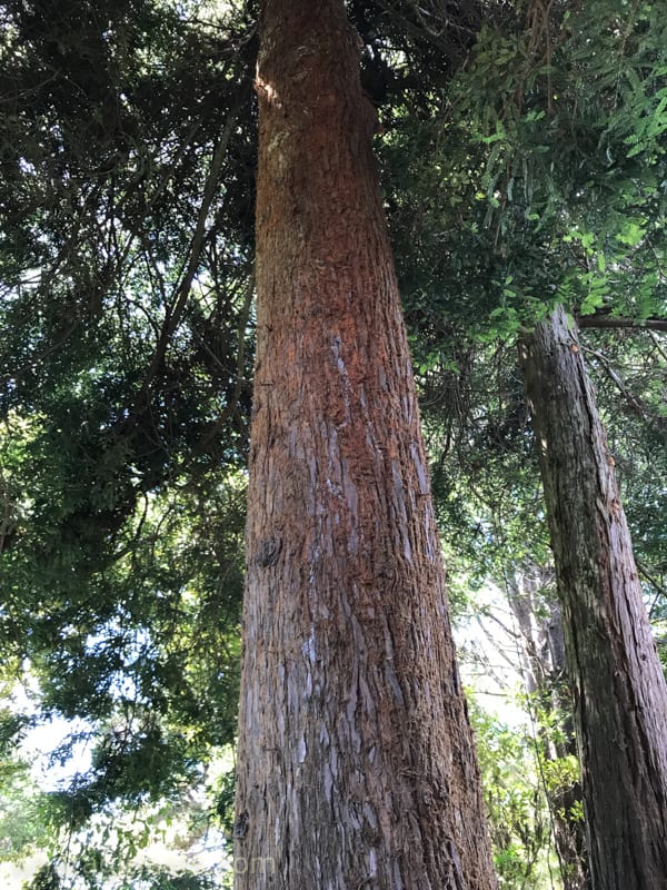 Redwoods trees surround Mendocino county.