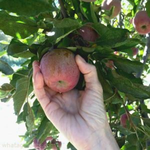 Apple Picking at Riley's Farm