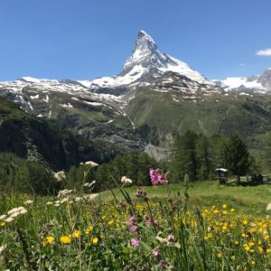 Zermatt Matterhorn in a field of flowers