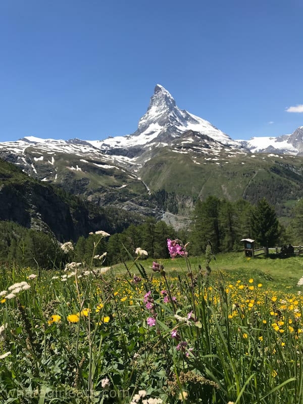 Field of flowers with Zermatt's Matterhorn mountain in the background.