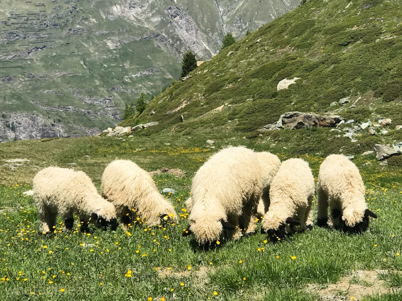 Swiss black nose sheep in a valley.