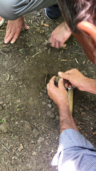digging for truffles.