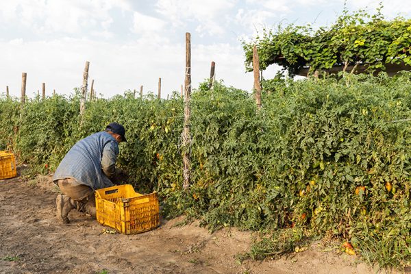 picking tomatoes by hand.