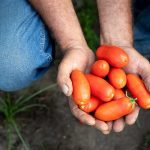 handful of tomatoes.