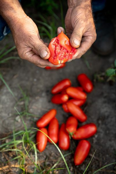 San Marzano Tomatoes in a man's hand.