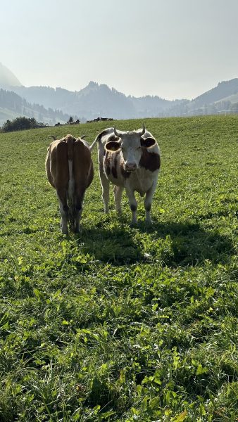 Swiss cows.