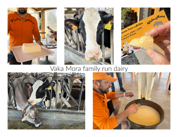 vaka mora dairy collage.