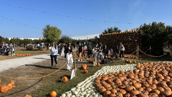 nonno andrea pumpkin patch.
