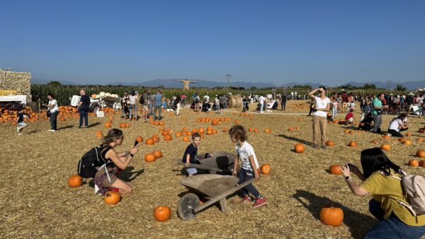 pumpkin patch nonno.