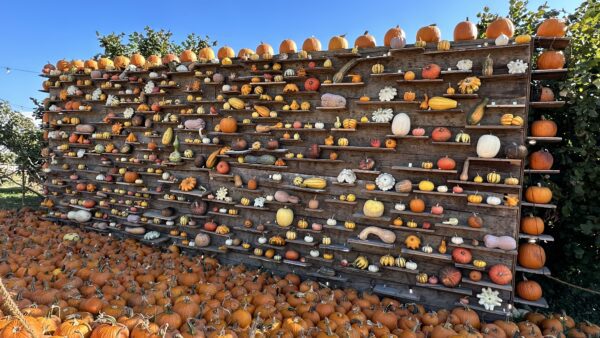 wall of pumpkins at nonno andrea.